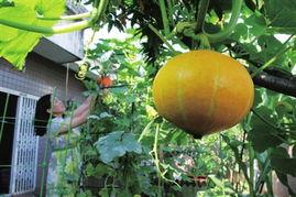 南方电网吃瓜娱乐酱,吃瓜娱乐酱，揭秘电力行业趣味瞬间